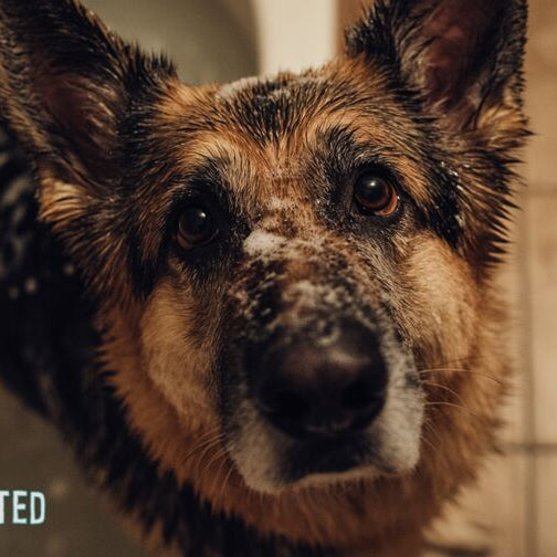 Wet German Shepherd standing in bathtub with sudsy lather