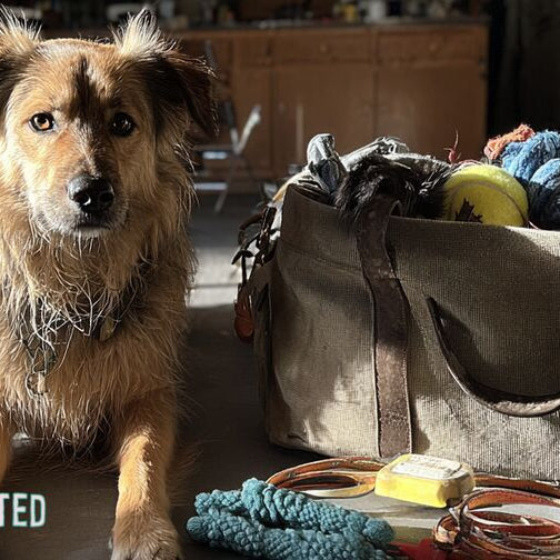 Dog beside leashes, treat bags, toys, and a notebook for pet side hustles