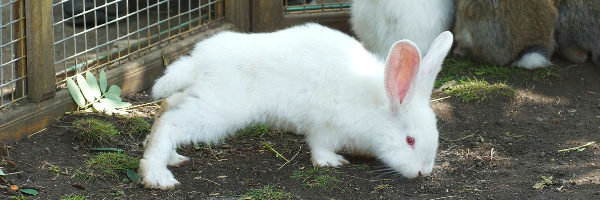 Adopting a Ruby Eyed White Rabbit: Red Eyes & Albinism in Rabbits ...