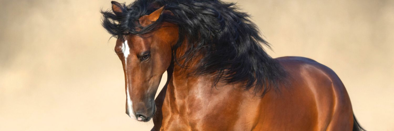 Andalusian Horse In Dust background representing Andalusian Horse Facts