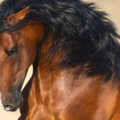 Andalusian Horse In Dust background representing Andalusian Horse Facts