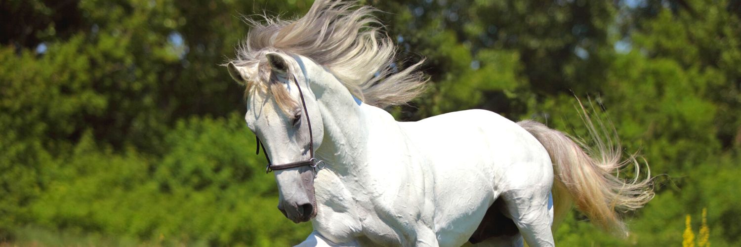 White Andalusian horse with wild temperament running through the field