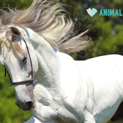 A light gray horse in a leather halter moving across a green field with its mane and tail flying