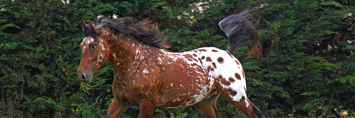 8 Fascinating Facts About The Appaloosa