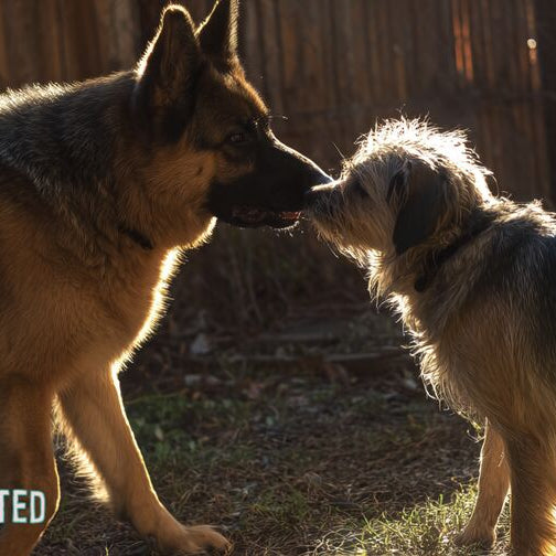 german shepherd nose-to-nose with a smaller mixed-breed dog in a fenced backyard