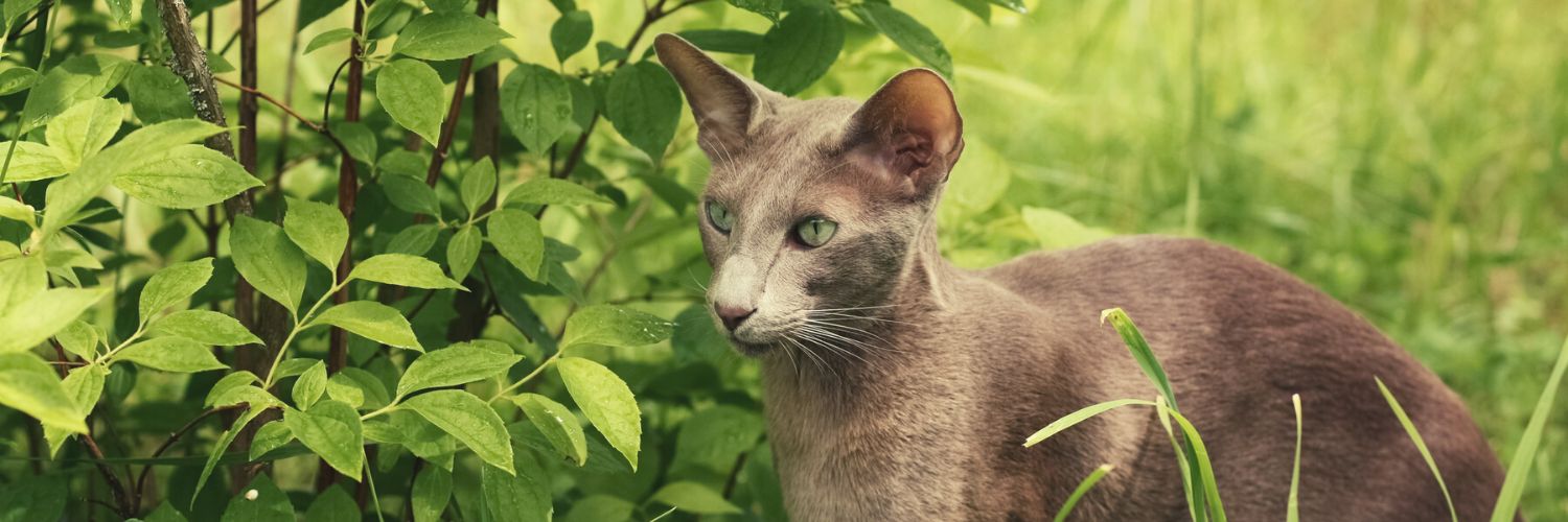 Are There Hypoallergenic Cats? Allergy-Free Cat Breeds — Animal Hearted ...