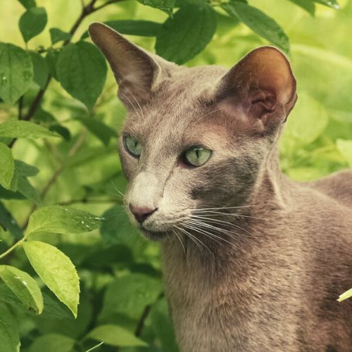 Are there hypoallergenic cats? Oriental shorthair walking out on the grass