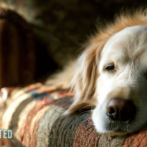 Elderly golden retriever with a gray muzzle resting on a patchwork quilt