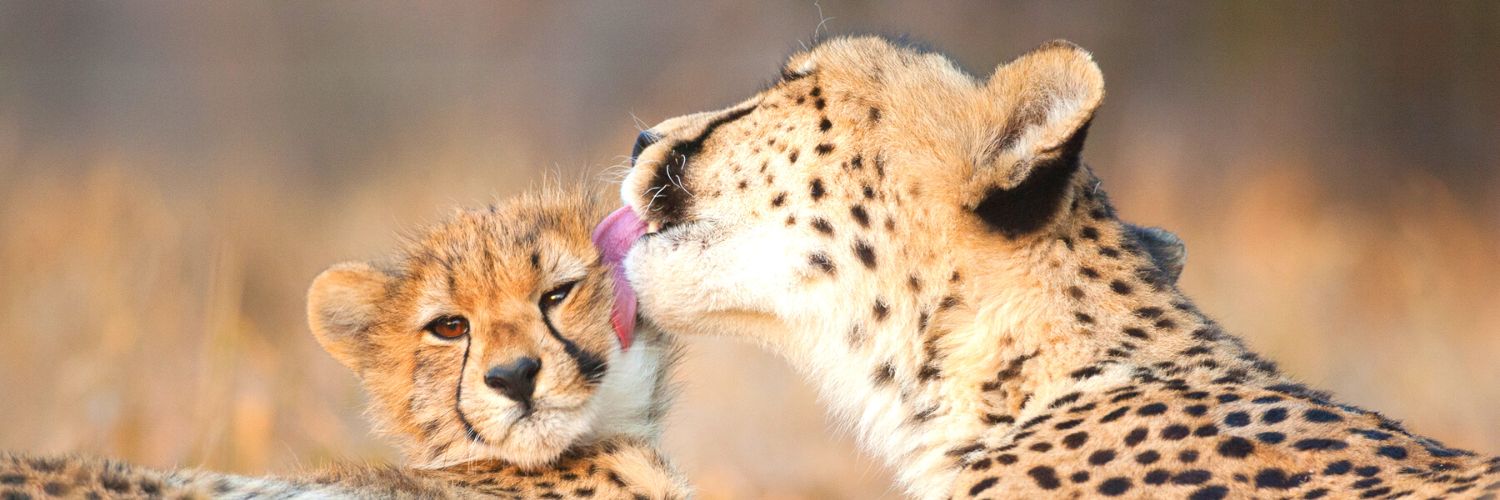 Adorable baby cheetah getting licked by its mother