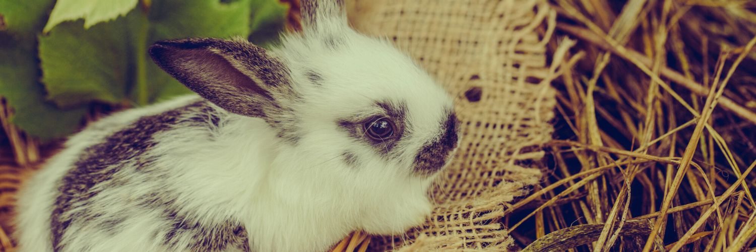 baby bunny sitting on hay