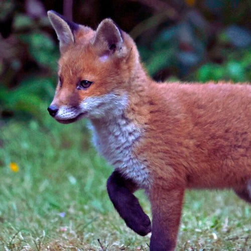 baby fox walking on yard