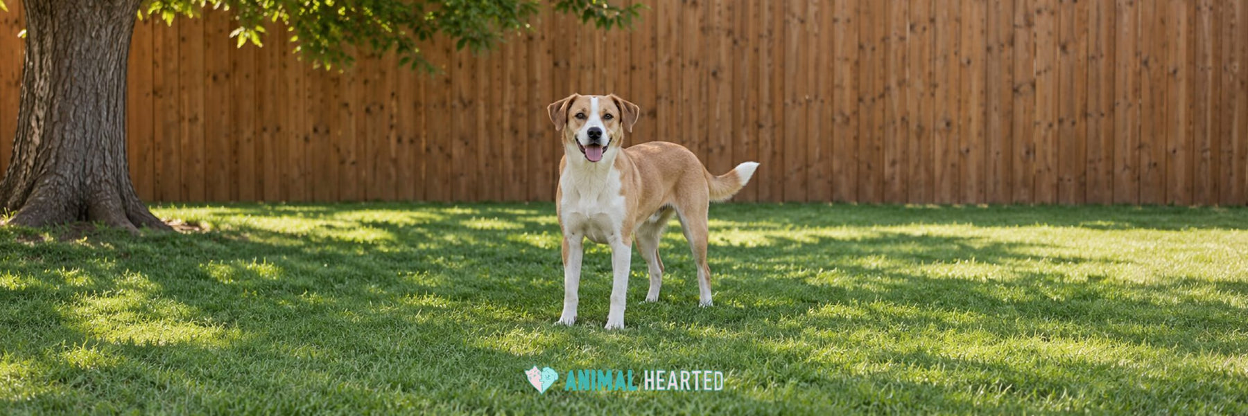 A tan and white mixed-breed dog standing on a green lawn in front of a wooden fence, with a large tree and its shade on the left