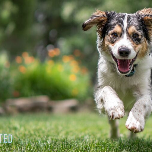 Golden Retriever walking across a green backyard lawn