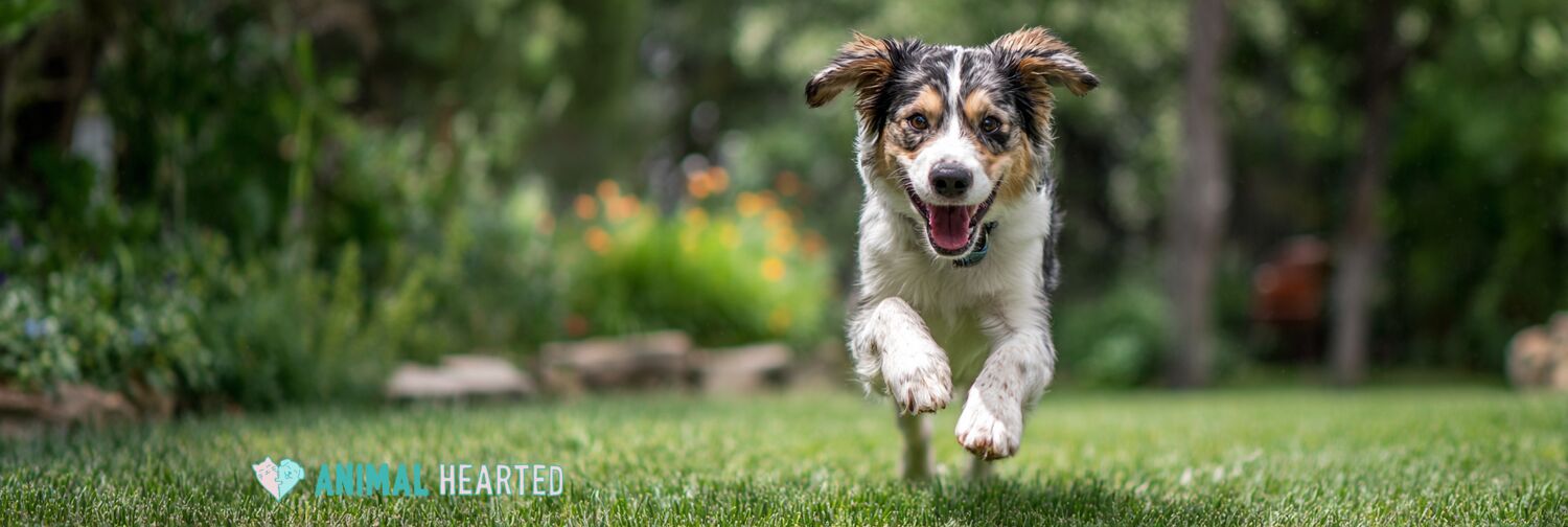 Golden Retriever walking across a green backyard lawn