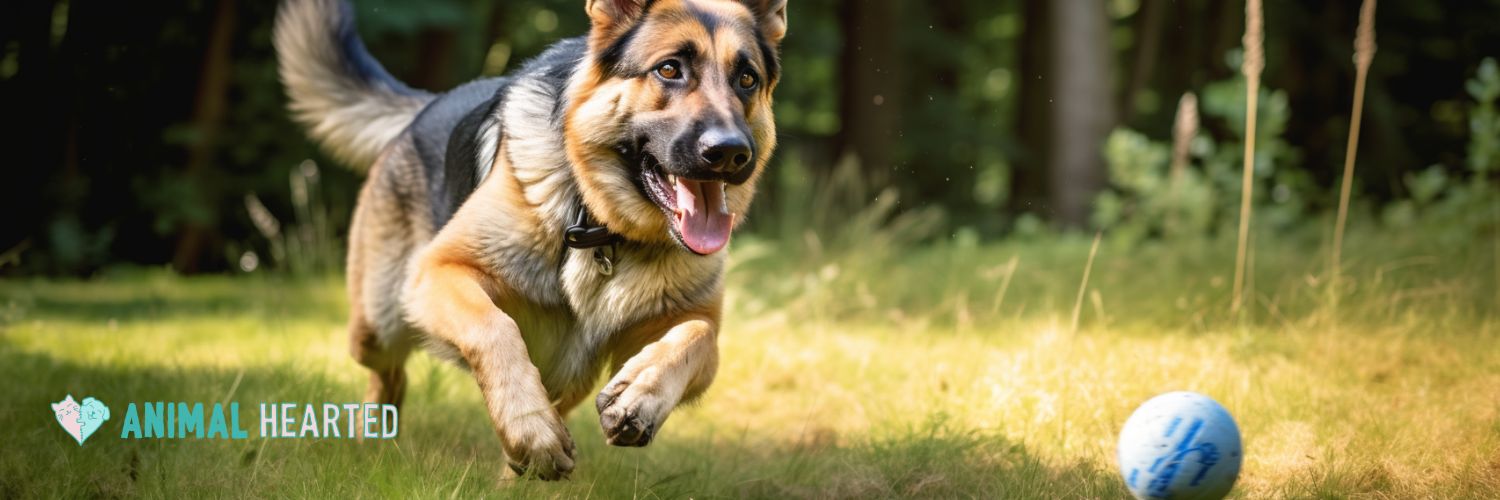 Balls for German Shepherds: Toy Selections for Playful Pups