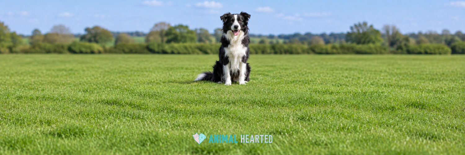 A black and white Border Collie sitting in the middle of a wide green field under a blue sky