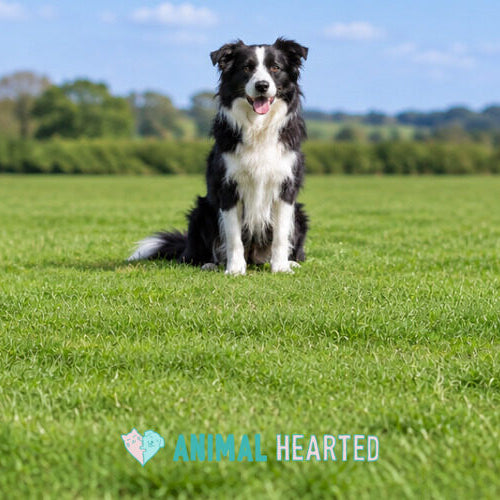 A black and white Border Collie sitting in the middle of a wide green field under a blue sky