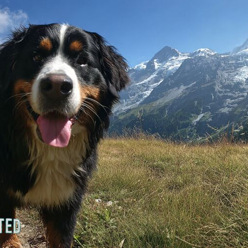 bernese mountain dog standing on a grassy alpine meadow with mountains behind