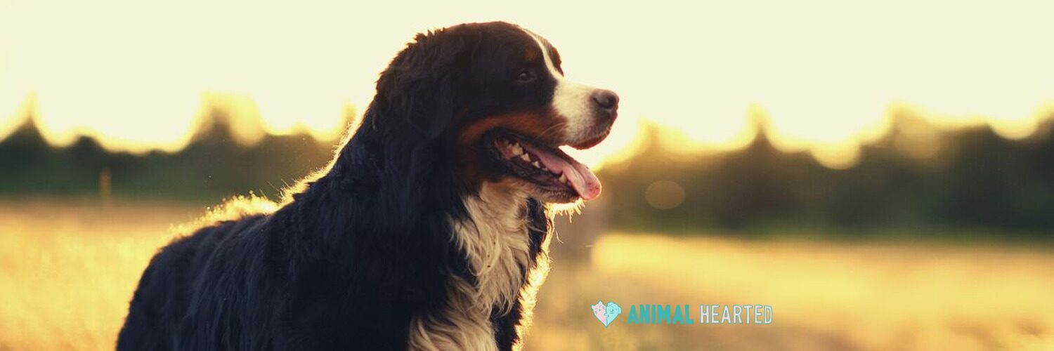 A Bernese Mountain Dog standing in a field at sunset with its mouth open, seen from the side