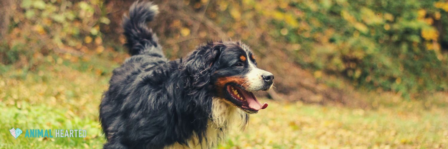 A Bernese Mountain Dog with its mouth open walking across a lawn covered in autumn leaves