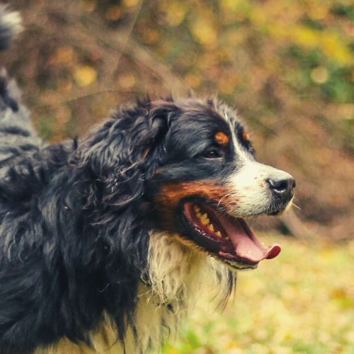 A Bernese Mountain Dog with its mouth open walking across a lawn covered in autumn leaves