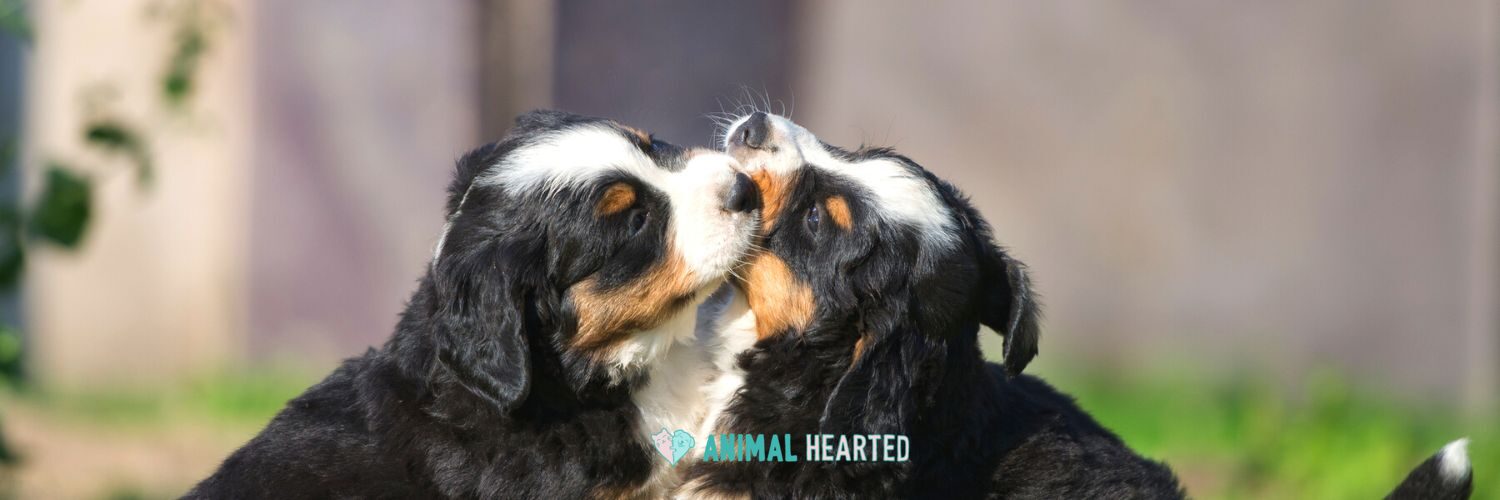 Two Bernese Mountain Dog puppies with black, rust, and white faces touching noses outdoors in sunlight