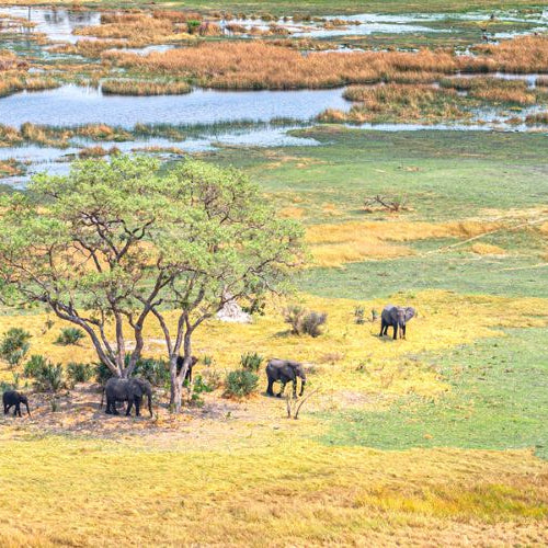 A herd of African elephants in a reservation, a great topic for the best books about animals