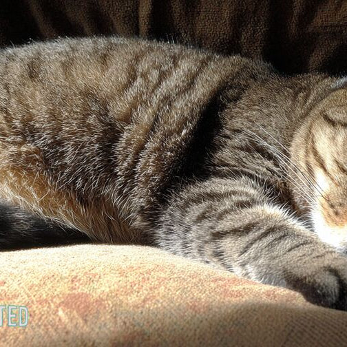 calm tabby cat curled up on a faded living-room couch