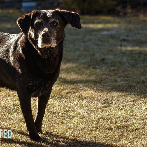 healthy chocolate labrador retriever standing alert in a backyard