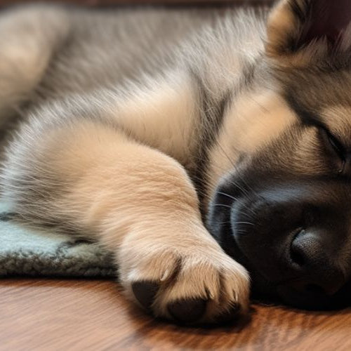 Best Dewormer for German Shepherds: Say Goodbye To Puppy Parasite
