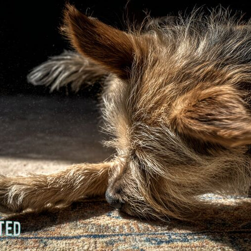 scruffy mixed-breed dog scratching at its neck on a faded patio rug