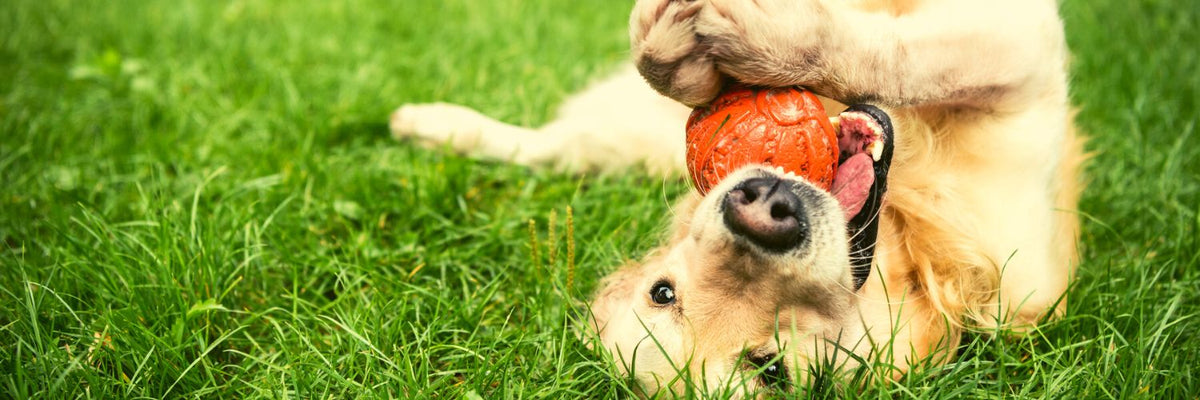 How To Stimulate Your Dogs: Best Interactive Toys For Puppies