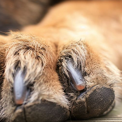 A close view of a dog's front paws with dark nails, resting on a wooden deck