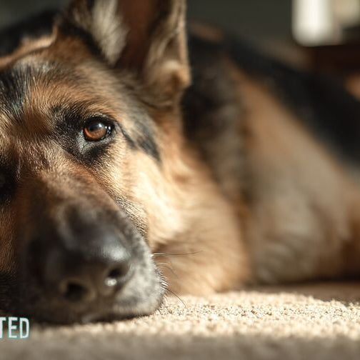 A German Shepherd lying on a carpet with its head down and one front paw stretched out in front of it