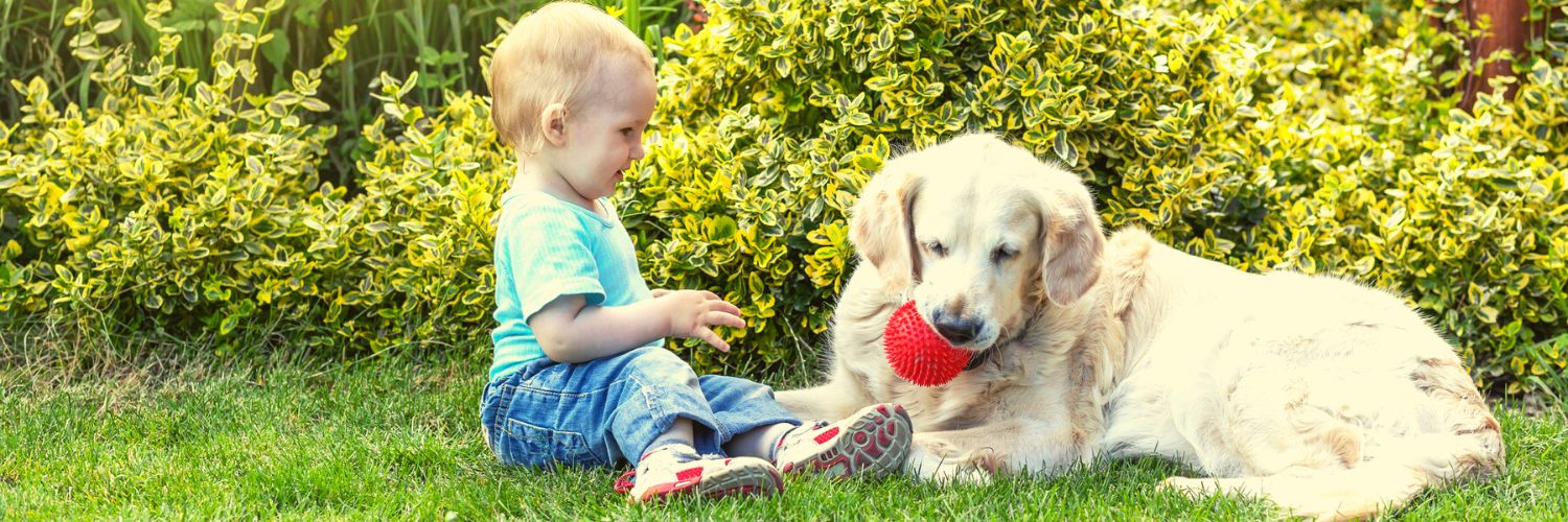 Big dog playing with baby on a lawn