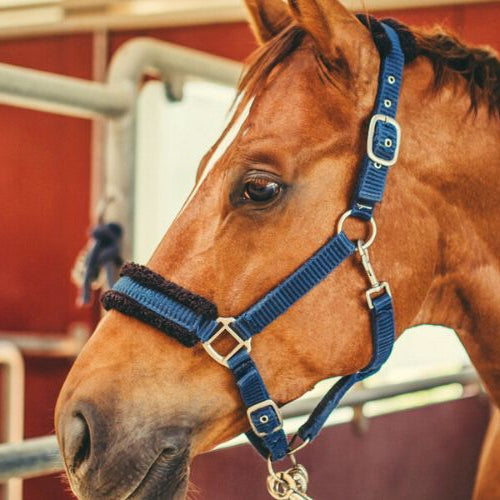 Horse in a stall in danger of big head disease in horses