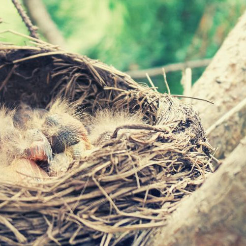 Bird's nest on a tree