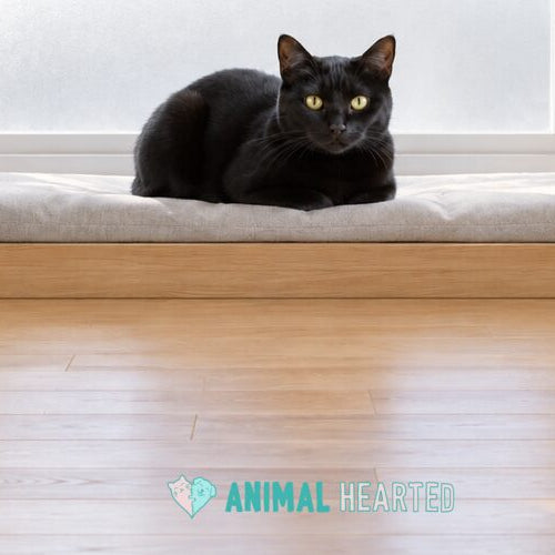 A black cat with yellow-green eyes loafing on a grey window-seat cushion in front of a frosted window, with a wood floor in the foreground