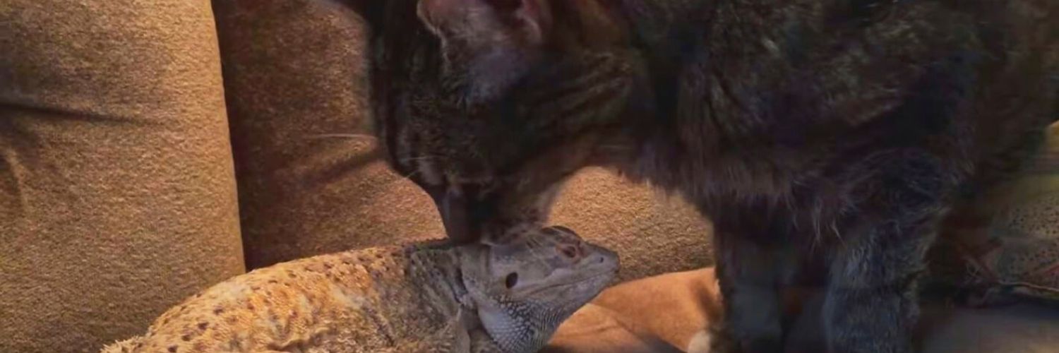 Black cat nuzzling a bearded dragon on the couch