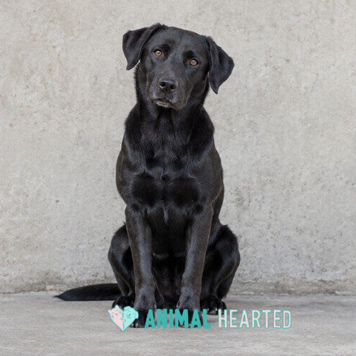 A black dog sitting on a concrete floor in front of a concrete wall, looking at the camera