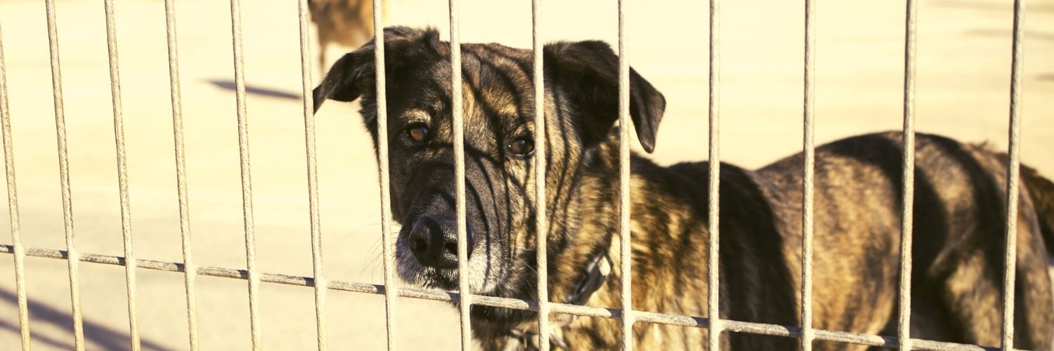 Dog behind a cage in a boarding facility for pets.