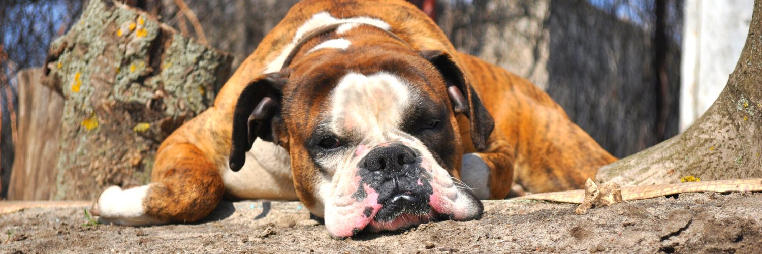 Boxer sleeping on the ground to represent boxer facts