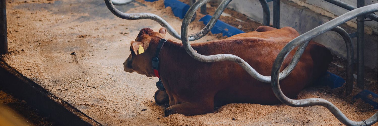 Brown cow lying on a livestock farm's milking area