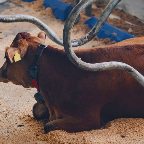 Brown cow lying on a livestock farm's milking area