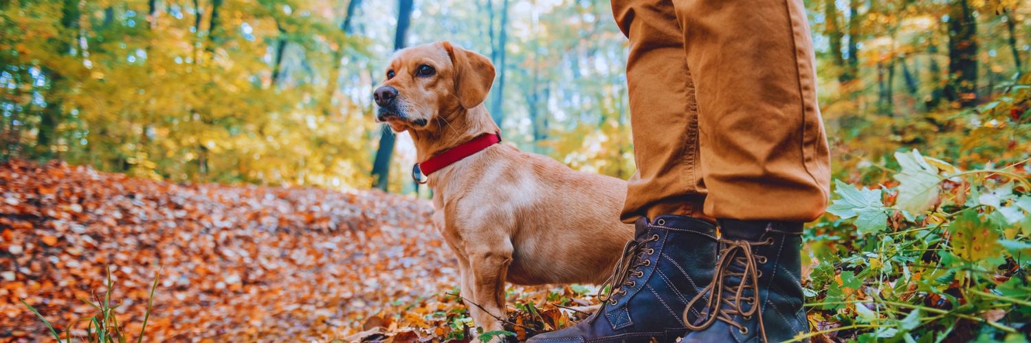 Small, brown dog hiking with owner during autumn