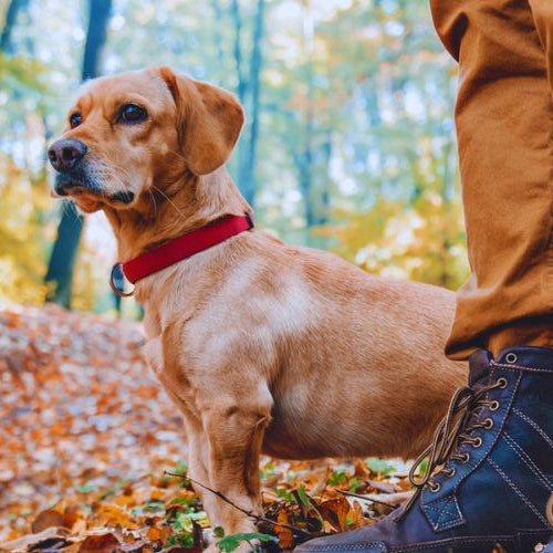 Small, brown dog hiking with owner during autumn