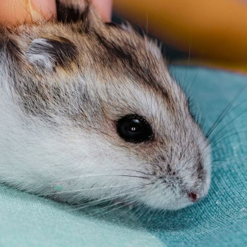 Dwarf Hamster Sand Baths: What You Need to Know