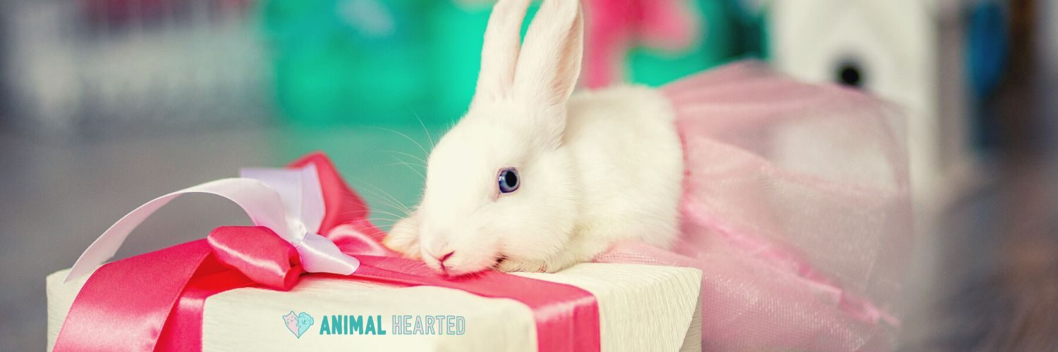 A white rabbit resting its chin on a gift box tied with a pink ribbon, with pink tulle behind it