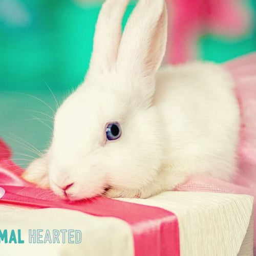 A white rabbit resting its chin on a gift box tied with a pink ribbon, with pink tulle behind it