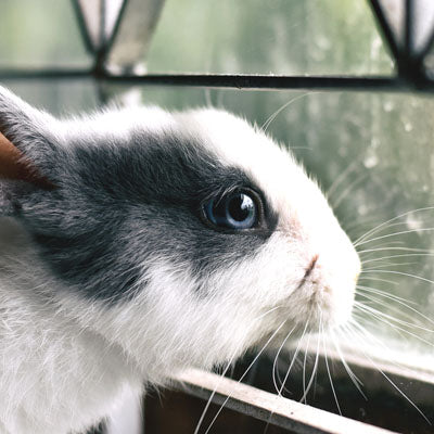 A Bunny on a Windowsill After Eating Tangerine